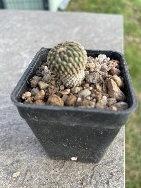 Encephalocarpus strobiliformis